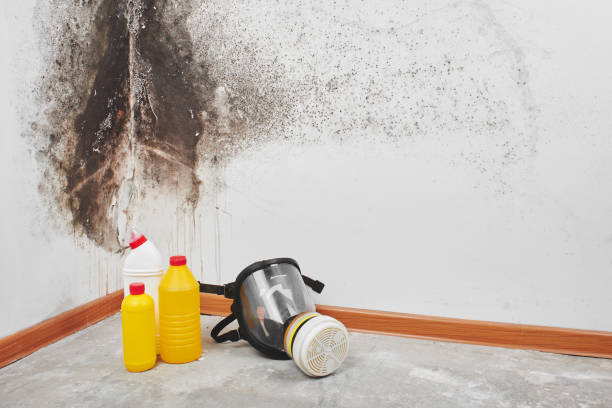 Best Best Mold Removal Companies  in Vaughn, WA