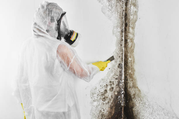 Best Affordable Mold Removal  in Vaughn, WA