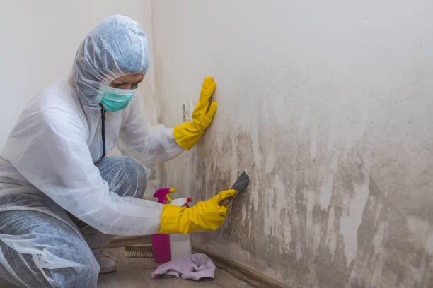 Best Certified Mold Removal  in Vaughn, WA