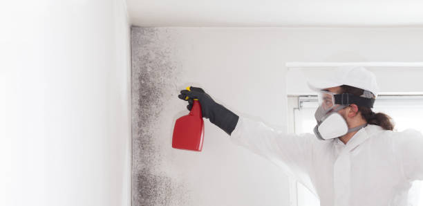Professional Mold Removal in Vaughn, WA