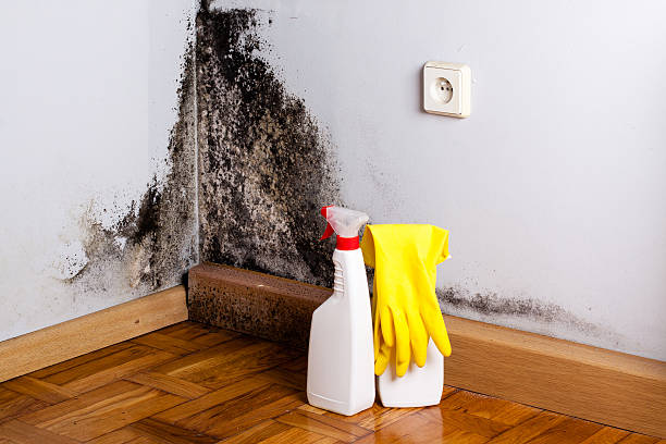 Best Home Mold Removal  in Vaughn, WA