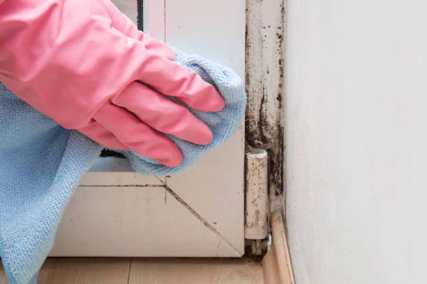Best Fast Mold Removal  in Vaughn, WA